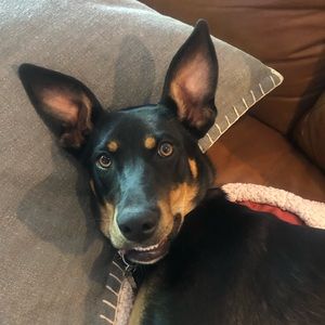 Meet your Posher, Hayley